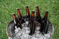 Six Pack of Beer in Ice Bucket Royalty Free Stock Photo