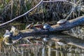 Six Painted Turtles on Logs in Lake
