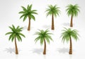 Six palm trees on a white background Royalty Free Stock Photo