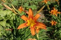 Six-petaled orange flower of Hemerocallis fulva