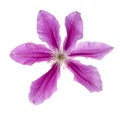 Six petals violet flower isolated on white Royalty Free Stock Photo