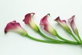 Calla Lily Design Royalty Free Stock Photo