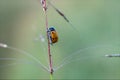 Six-point lacnea, Lachnaea sex-punctata, small insect of the Chrysomelidae family, brown in color with six black points. Royalty Free Stock Photo