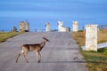 Six point Whitetailed Deer Buck crossing road Royalty Free Stock Photo