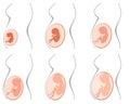 Six pregnancy stages Royalty Free Stock Photo