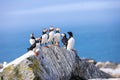 Six puffins and one razor back perched on a rock Royalty Free Stock Photo