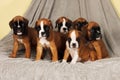 Six puppies breed boxer sit a bunch