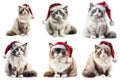 Six Ragdoll Cats Wearing Santa Hats Royalty Free Stock Photo