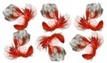 Six red betta are fighting. Collection of red Betta fish, Group Siamese fighting fish on white background