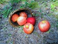 Apples and basket