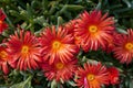 six red ice plant flowers - Lampranthus Spectabilis on Lanzarote, Canary Islands