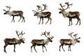 Six Reindeer with Distinctive Antlers and Spots Royalty Free Stock Photo