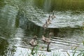 Six small chicks swans of a gray-brown color float on the lake`s water and look into the camera Royalty Free Stock Photo