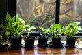 Six small green Epipremnum aureum in black flower pots placed in front of window