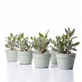 Sage Pot Plants On White Background - Hasselblad H6d-400c Stock Photo