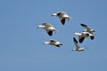 Six Snow Geese Flying in a Blue Sky Royalty Free Stock Photo