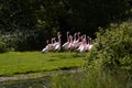 Six species of Flamingo thoughout the world Royalty Free Stock Photo