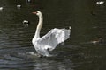 Six species of Flamingo thoughout the world Royalty Free Stock Photo