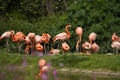 Six species of Flamingo thoughout the world Royalty Free Stock Photo