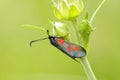 Six-spot Burnet Royalty Free Stock Photo