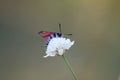 Six-spot burnet closeup view with blurred background