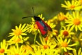 Six-spot Burnet Day Moth on Field Scabious Royalty Free Stock Photo