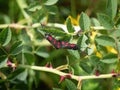 Six-spot burnet day moths mating, Zygaena filipendulae.