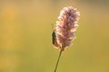 Six-spot burnet on flower Royalty Free Stock Photo