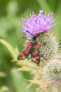 Six-spot Burnet