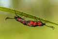 Six-spot burnet mating in summer