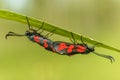 Six-spot burnet mating in summer