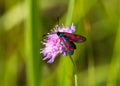 Six-spot burnet moth on the flower of Field Scabious Royalty Free Stock Photo