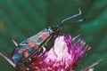 six-spot burnet moth on a flower Royalty Free Stock Photo