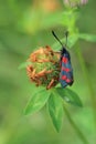 Six-spot burnet moth Royalty Free Stock Photo