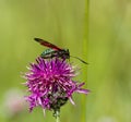 Six spot Burnet Moth Royalty Free Stock Photo