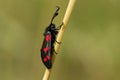 A Six-spot Burnet Moth, Zygaena filipendulae, resting on a blade of grass in a meadow. Royalty Free Stock Photo