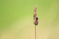 Six-spot burnet