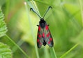 Six-spot burnet showing antennae