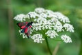 Six spot burnet sitting on a white cow parsley flower Royalty Free Stock Photo