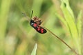 Six-spot burnet