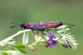 Six-spot burnet / Zygaena filipendulae