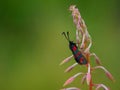 Six-spot burnet, Zygaena filipendulae. Aposematic, scotland