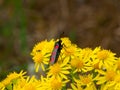 Six-spot burnet, Zygaena filipendulae. Aposematic, scotland