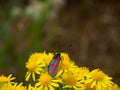 Six-spot burnet, Zygaena filipendulae. Aposematic, scotland