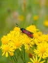 Six-spot burnet, Zygaena filipendulae. Aposematic, scotland