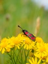 Six-spot burnet, Zygaena filipendulae. Aposematic, scotland