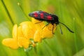 Six-spot Burnet - Zygaena filipendulae