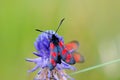 Six-spot burnet Zygaena filipendulae butterfly on flower Royalty Free Stock Photo