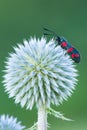 Six-spot burnet moth sitting on thistle-closeup