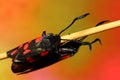 Six-spot burnet Zygaena filipendulae day-flying moth mating,